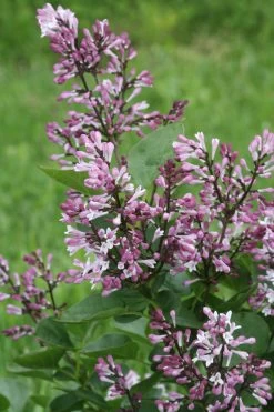 Baby Kim® Lilac -Garden Plant Store Baby Kim Lilac is blooming 65331.1611605756