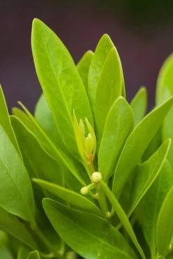 Bananappeal Anise Tree -Garden Plant Store Bananappeal Anise Tree Foliage 95234.1614225156