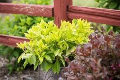 Bananappeal Anise Tree -Garden Plant Store Bananappeal Anise Tree in Garden Planter 88930.1614225154