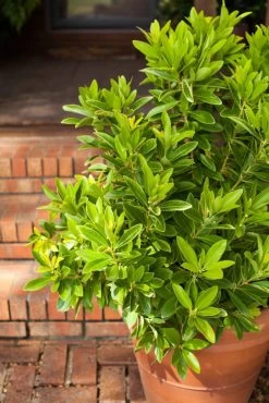 Bananappeal Anise Tree -Garden Plant Store Bananappeal Anise Tree in Patio Planter 47699.1614225159