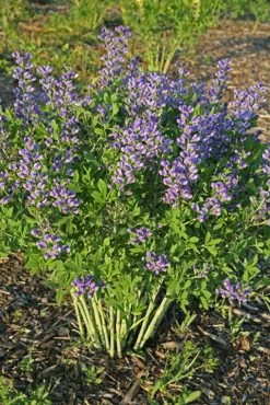 Decadence® Blueberry Sundae False Indigo 15 Decadence® Blueberry Sundae False Indigo -Garden Plant Store Baptisia Blueberry Sundae in Landscaping 39507.1551235753