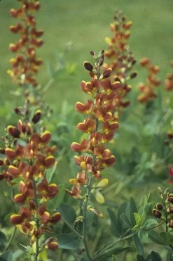 Decadence® Cherries Jubilee False Indigo -Garden Plant Store Baptisia Cherries Jubilee with Red Blooms 1 30822.1551416730