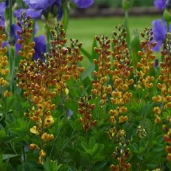 Decadence® Cherries Jubilee False Indigo