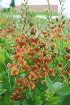 Decadence® Cherries Jubilee False Indigo -Garden Plant Store Baptisia Cherries Jubilee with Red Flower 11422.1551235899