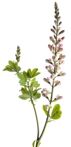 Decadence® Deluxe Pink Truffles False Indigo -Garden Plant Store Baptisia Decadence Pink Truffles 61171.1551236006