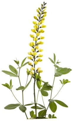Decadence® Lemon Meringue False Indigo -Garden Plant Store Baptisia Lemon Meringue with Yellow Flowers 87999.1551236096