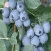 Becki Blue Blueberry