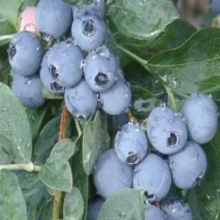 Becki Blue Blueberry