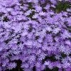 Bedazzled Lavender Phlox -Garden Plant Store Bedazzled Lavender Phlox Flowers Close Up 58801.1612203975