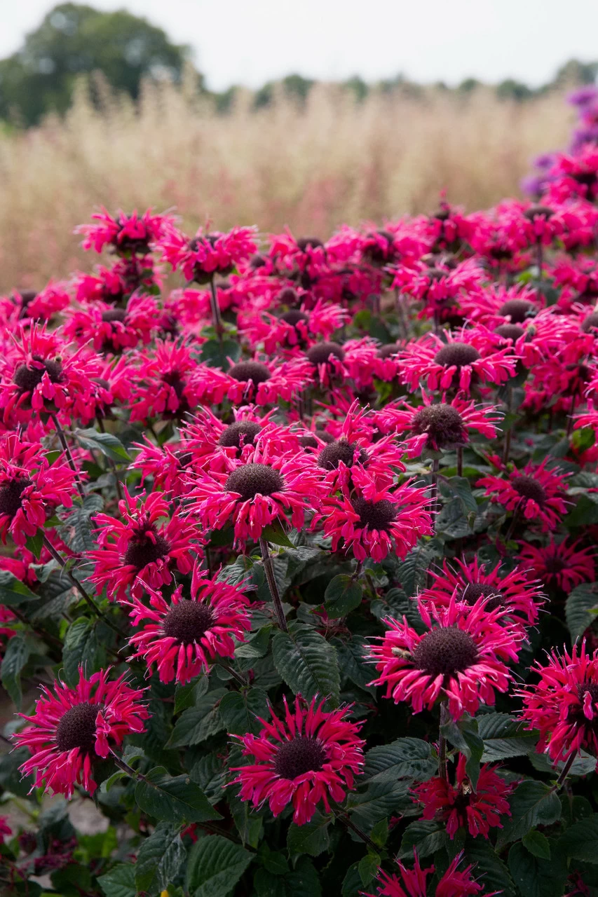 Bee-You® Bee Happy Bee Balm 6 Bee-You® Bee Happy Bee Balm - Image 4