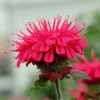 Bee-You® Bee Happy Bee Balm 1 Bee-You® Bee Happy Bee Balm -Garden Plant Store Bee You Bee Happy Bee Balm Flower Close Up 87351.1652237496