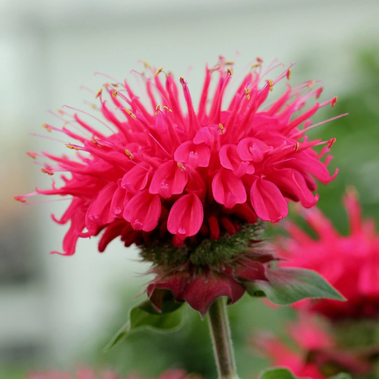 Bee-You® Bee Happy Bee Balm 3 Bee-You® Bee Happy Bee Balm