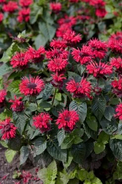 Bee-You® Bee Happy Bee Balm 11 Bee-You® Bee Happy Bee Balm -Garden Plant Store Bee You Bee Happy Bee Balm Flowers and Foliage 57047.1652237512