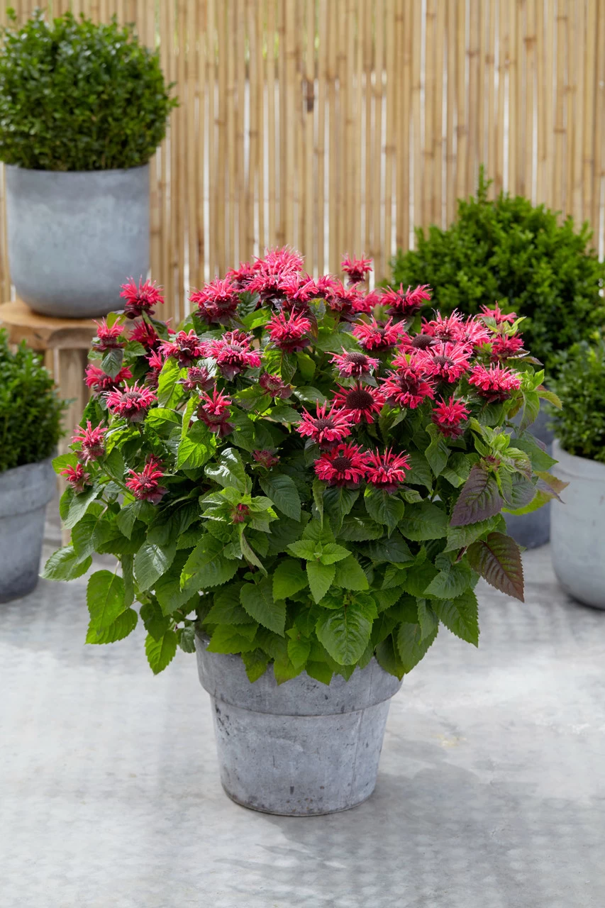 Bee-You® Bee Happy Bee Balm 4 Bee-You® Bee Happy Bee Balm - Image 2