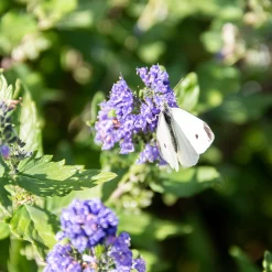 Beekeeper™ Bluebeard