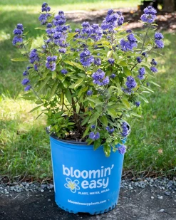 Beekeeper™ Bluebeard -Garden Plant Store Beekeeper Bluebeard in Bloomin Easy Pot 49004.1649333996