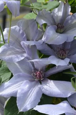Bernadine™ Clematis -Garden Plant Store Bernadine Clematis Blooming in the Sunlight 89669.1649265542