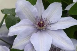 Bernadine™ Clematis -Garden Plant Store Bernadine Clematis Flower Petals 54787.1649265544