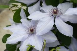 Bernadine™ Clematis -Garden Plant Store Bernadine Clematis Plant Foliage and Flowers 74815.1649265547