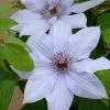 Bernadine™ Clematis -Garden Plant Store Bernadine Clematis Vine Covered in Blooms 94633.1649265537