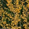 Berry Heavy® Gold Winterberry Holly -Garden Plant Store Berry Heavy Gold Winterberry Holly Main 34180.1523138699