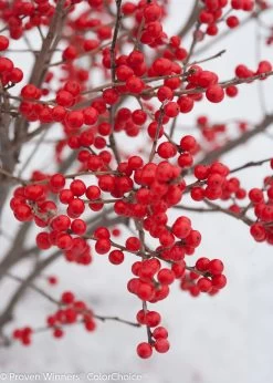 Berry Poppins® Winterberry Holly -Garden Plant Store Berry Poppins Winterberry Holly Branches Up Close 57908.1523139590