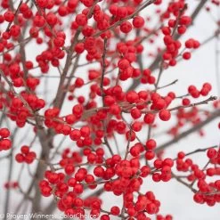 Berry Poppins® Winterberry Holly -Garden Plant Store Berry Poppins Winterberry Holly Covered in Berries 63994.1523139575