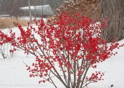 Berry Poppins® Winterberry Holly -Garden Plant Store Berry Poppins Winterberry Holly Next to Tree in Winter 27321.1523139585