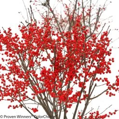Berry Poppins® Winterberry Holly
