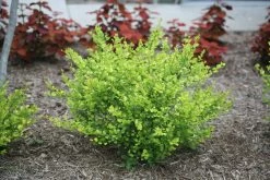 Cesky Gold® Dwarf Birch -Garden Plant Store Betula x plettkei Golden Treasure Bush 08723.1549755030