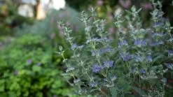 Beyond Midnight® Bluebeard -Garden Plant Store Beyond Midnight Bluebeard Blue Flowers 55687.1549755026