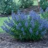 Beyond Midnight® Bluebeard -Garden Plant Store Beyond Midnight Bluebeard Bush with Blue Blooms c 40621.1549755026
