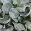 Big Daddy Hosta -Garden Plant Store Big Daddy Hosta Foliage Close Up 12490.1649191141