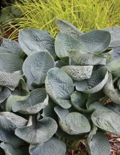 Big Daddy Hosta -Garden Plant Store Big Daddy Hosta Plant in the Shade 02780.1649191138