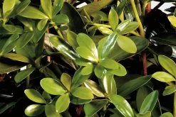 Bigfoot Cleyera -Garden Plant Store Bigfoot Cleyera Foliage 28524.1553567323