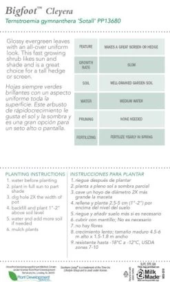 Bigfoot Cleyera -Garden Plant Store Bigfoot Cleyera Plant Care 08424.1640144864