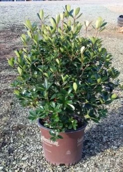 Bigfoot Cleyera -Garden Plant Store Bigfoot Cleyera in Southern Living Pot 12585.1640144883