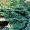 Birds Nest Spruce -Garden Plant Store Birds Nest Spruce Growing in the Shade 07725.1647288662