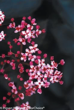 Black Beauty® Elderberry 9 Black Beauty® Elderberry -Garden Plant Store Black Beauty Elderberry Flower Buds 67832.1523323637