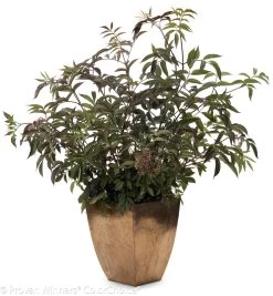 Black Beauty® Elderberry 10 Black Beauty® Elderberry -Garden Plant Store Black Beauty Elderberry in Garden Planter 79524.1523323640