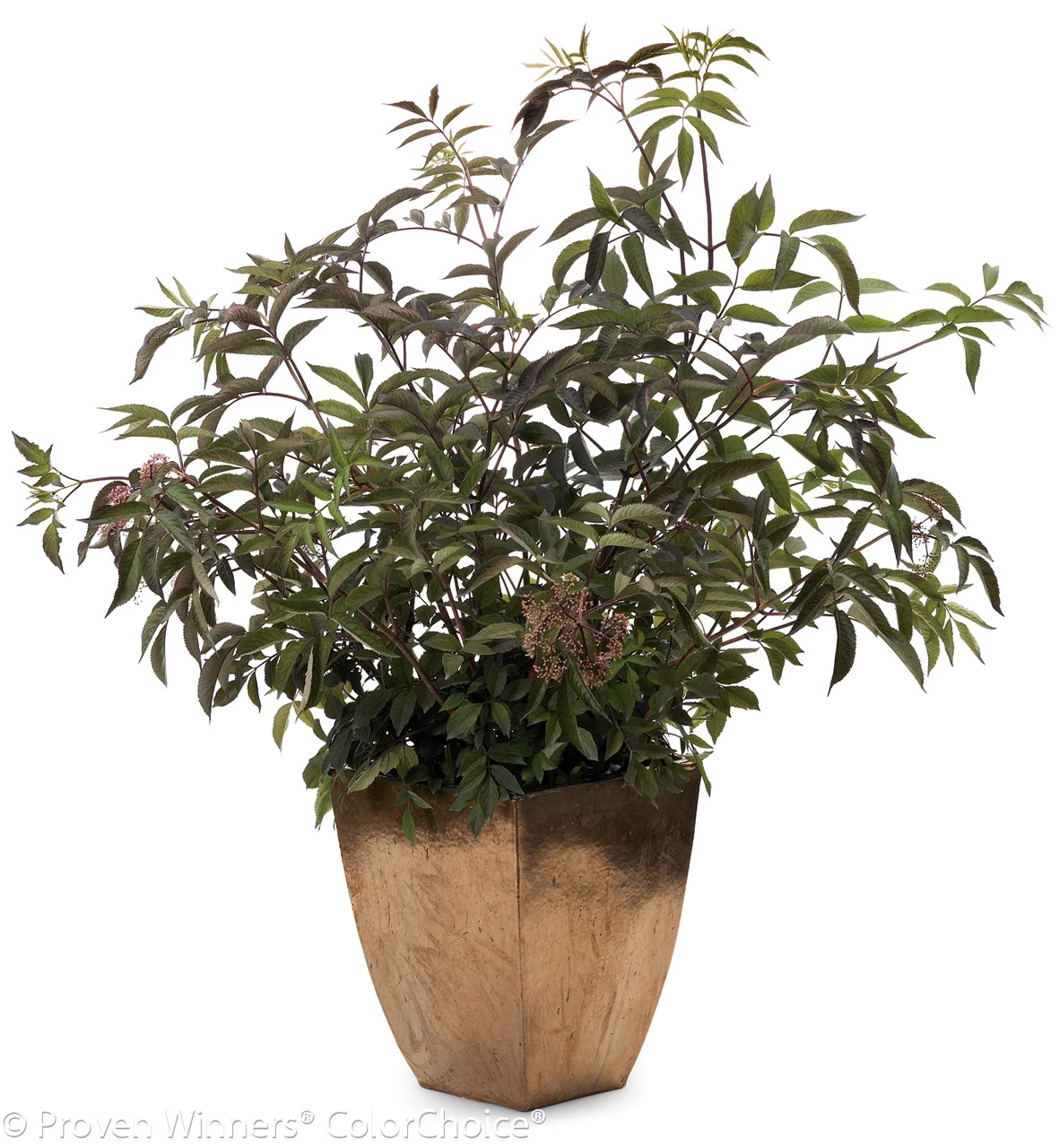 Black Beauty® Elderberry 6 Black Beauty® Elderberry - Image 4
