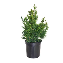 Black Dragon Japanese Cedar -Garden Plant Store Black Dragon Japanese Cedar 26929.1670031634