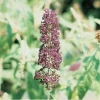 Black Knight Butterfly Bush -Garden Plant Store Black Knight Butterfly Bush Flower 11833.1586823140