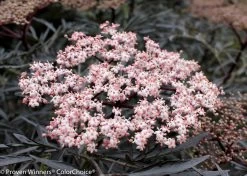 Black Lace® Elderberry -Garden Plant Store Black Lace Elderberry Flowers Close Up 37556.1523323743
