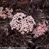 Black Lace® Elderberry -Garden Plant Store Black Lace Elderberry Leaves and Pink Flowers 71252.1523323718