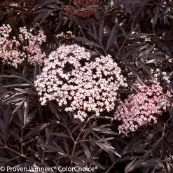 Black Lace® Elderberry