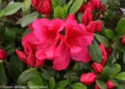 Bloom-A-Thon® Red Azalea -Garden Plant Store Bloom A Thon Red Azalea Blooms and Leaves 29089.1519183399