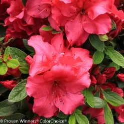 Bloom-A-Thon® Red Azalea