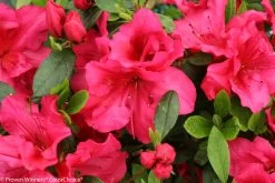 Bloom-A-Thon® Red Azalea -Garden Plant Store Bloom A Thon Red Azalea Foliage and Flowers 45027.1519183398
