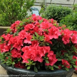 Bloom-A-Thon® Red Azalea -Garden Plant Store Bloom A Thon Red Azalea in Garden Planter 27708.1519183394